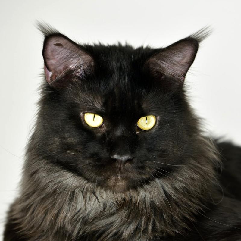 Kater DalÍ