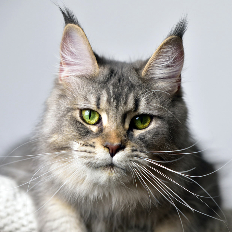 sunalps-maine-coon-katze-dabbie Katze Dabbie