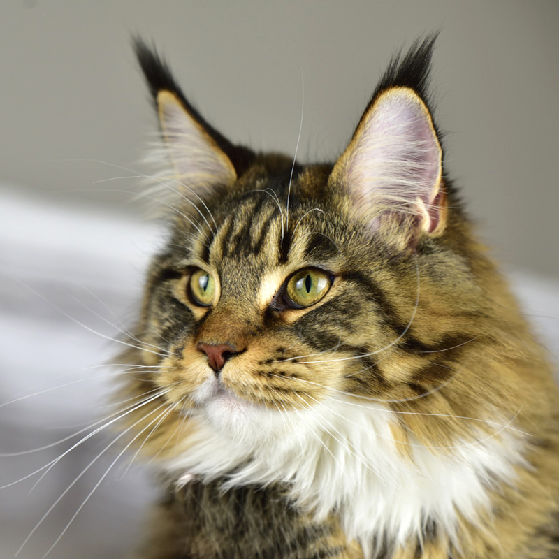 Katze Elli