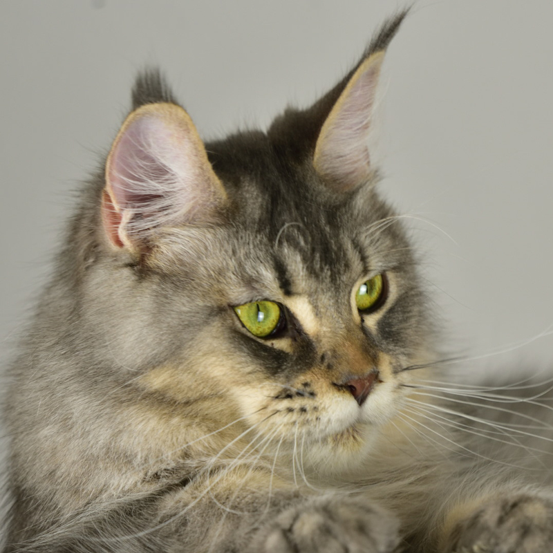 sunalps-maine-coon-dabbie-01