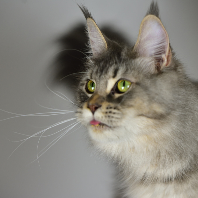 sunalps-maine-coon-dabbie-02