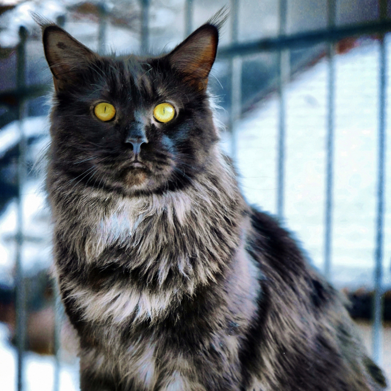 sunalps-maine-coon-kater-dali-01