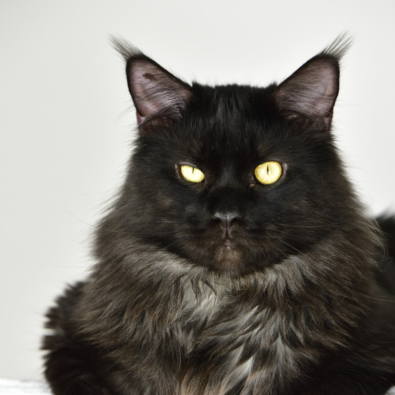 sunalps-maine-coon-kater-dali-02 Katze Dabbie