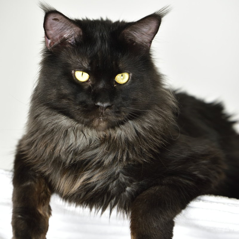 sunalps-maine-coon-kater-dali-03