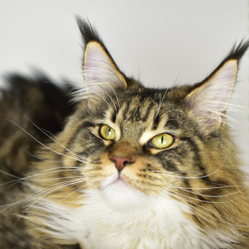 sunalps-maine-coon-katze-elli-02