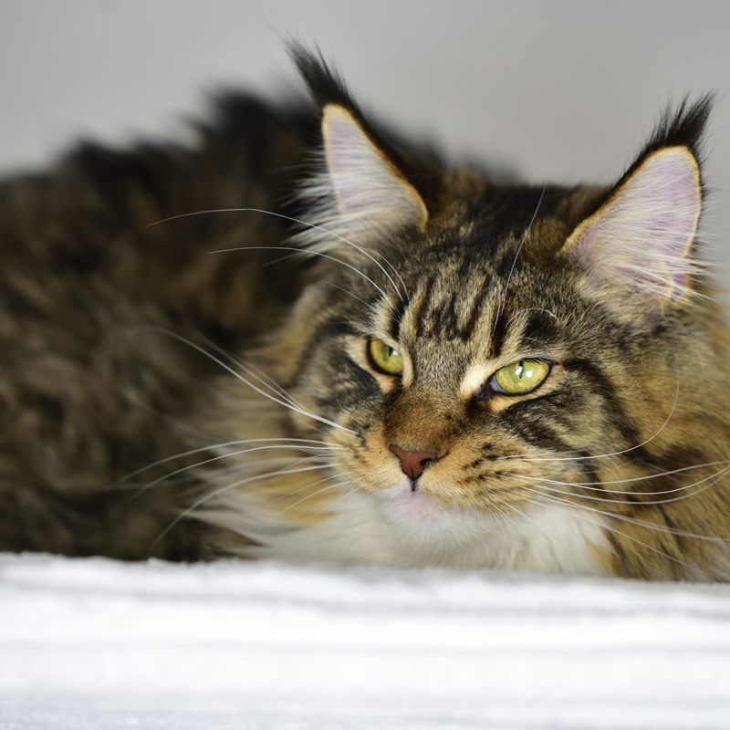 sunalps-maine-coon-katze-elli-03