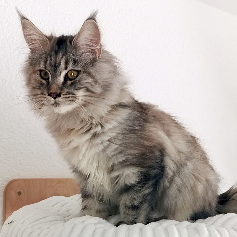sunalps-maine-coon-katze-zazou-01