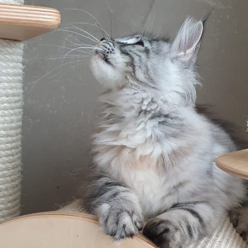 sunalps-maine-coon-katze-zazou-03