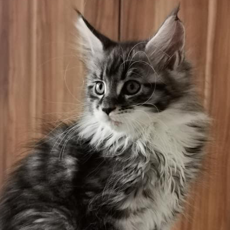 sunalps-mainecoon-fino