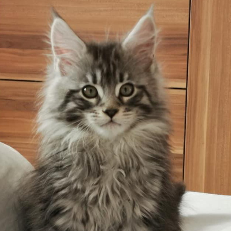 sunalps-mainecoon-fiona