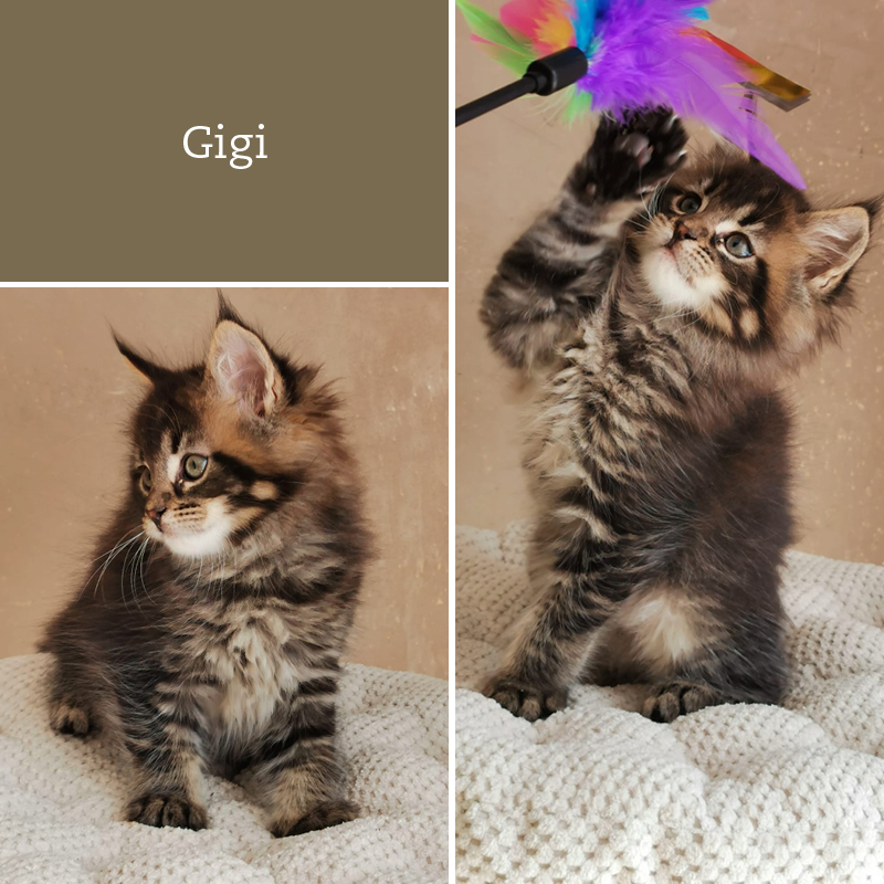sunalps-wurf-G1-Gigi-02.05.2021-01