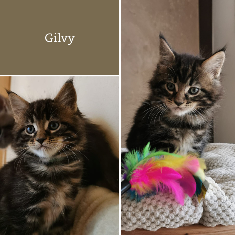 sunalps-wurf-G1-Gilvy-02.05.2021-01