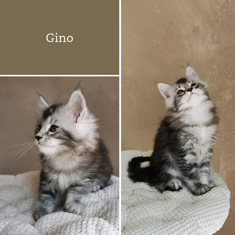 sunalps-wurf-G1-Gino-02.05.2021-01