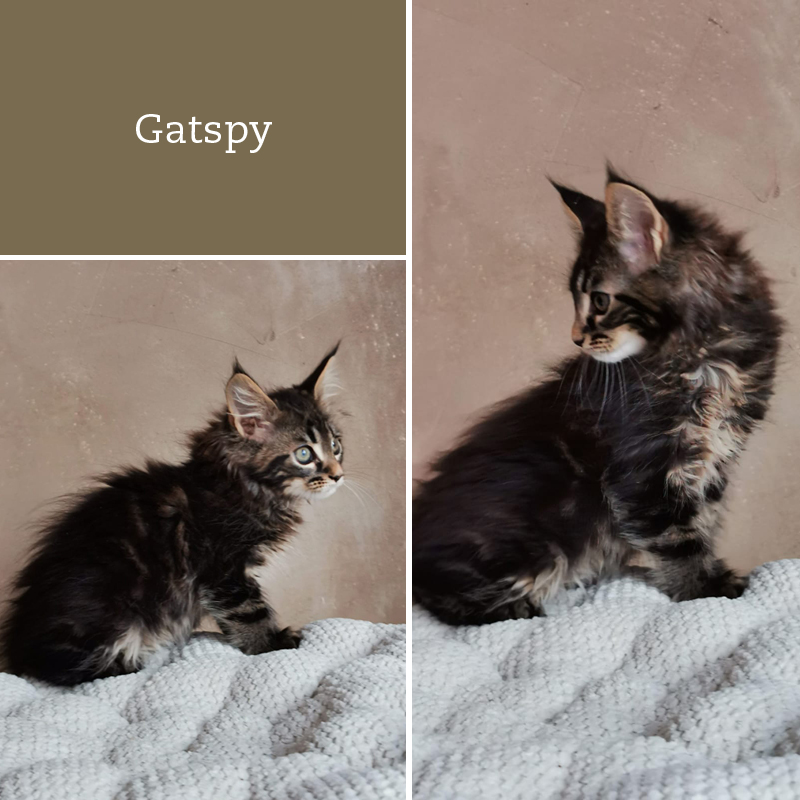 sunalps-mainecoon-gatspy-wurf-g3