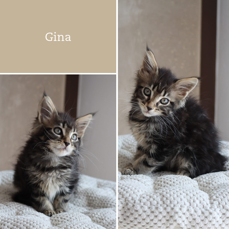 sunalps-mainecoon-gina-wurf-g3