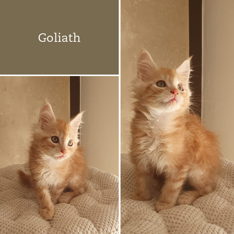 sunalps-mainecoon-golitath-wurf-g3