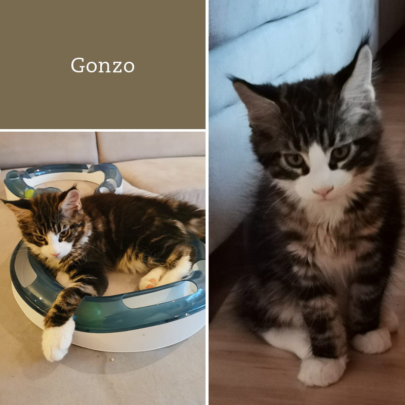 sunalps-mainecoon-gonzo-wurf-g2