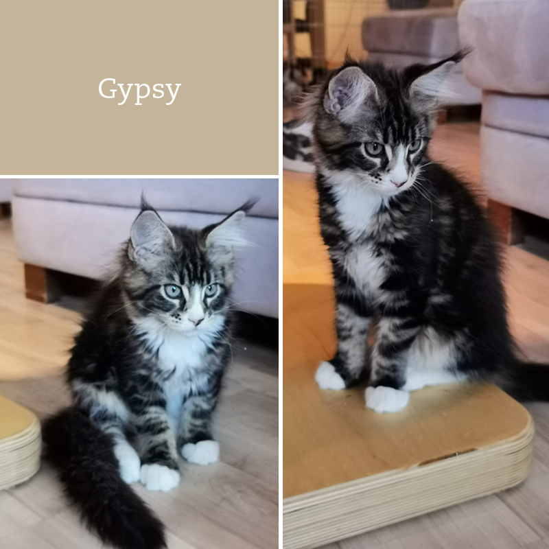 sunalps-mainecoon-gypsy-wurf-g2