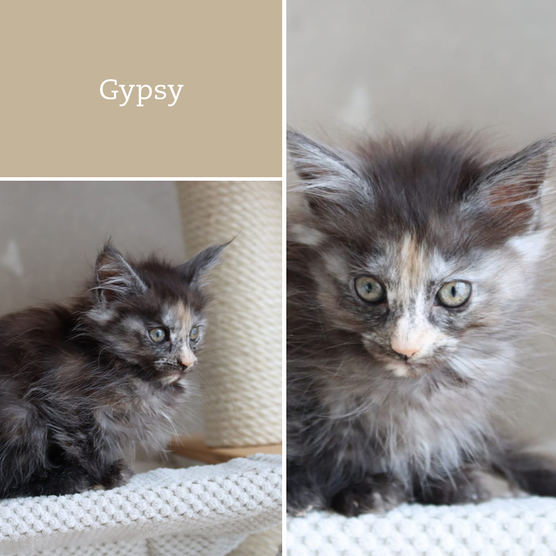 sunalps-mainecoon-gypsy-wurf-g3