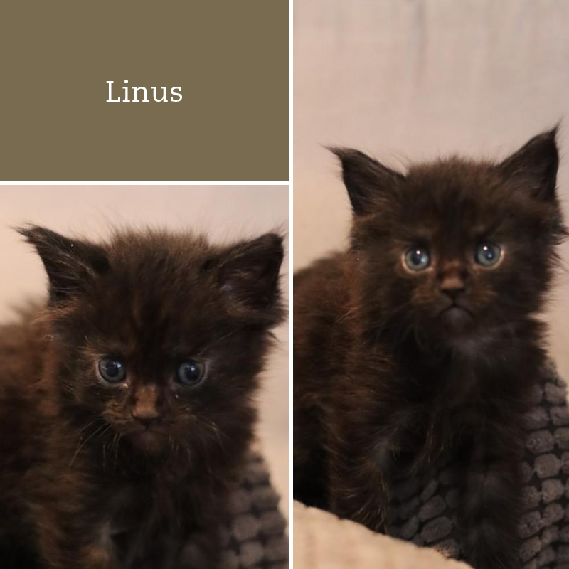 sunalps-zazou-linus-31.03.2023