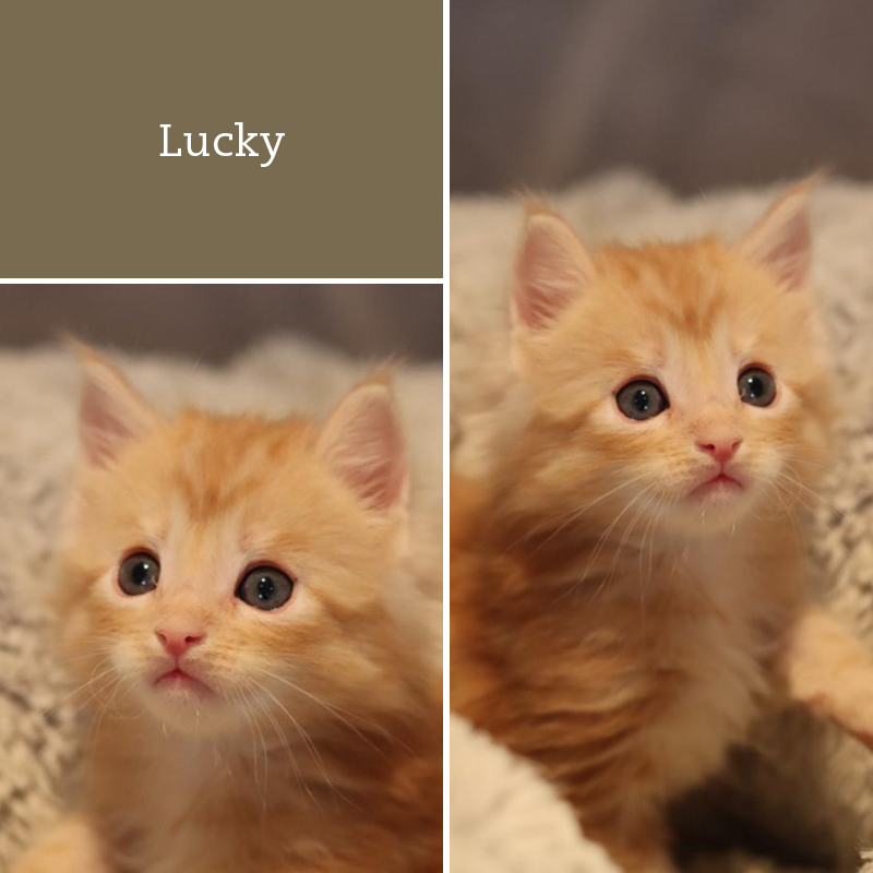 sunalps-zazou-lucky-31.03.2023