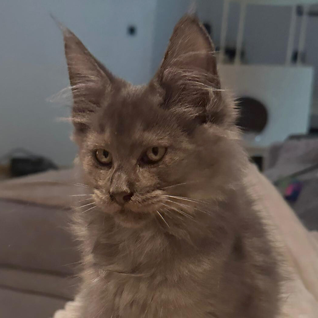 Kater DalÍ